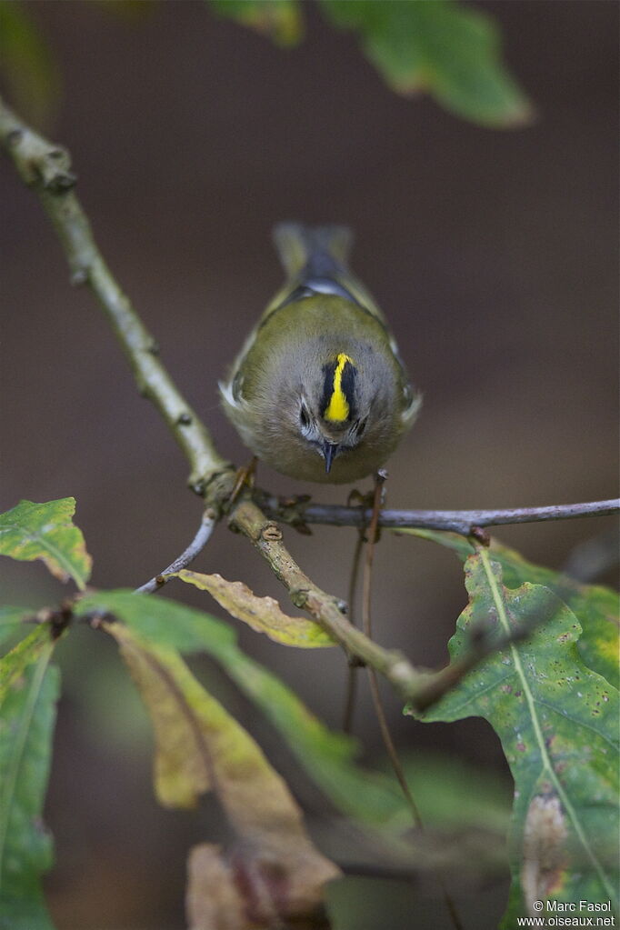 Goldcrestadult post breeding, identification