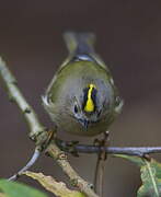 Goldcrest