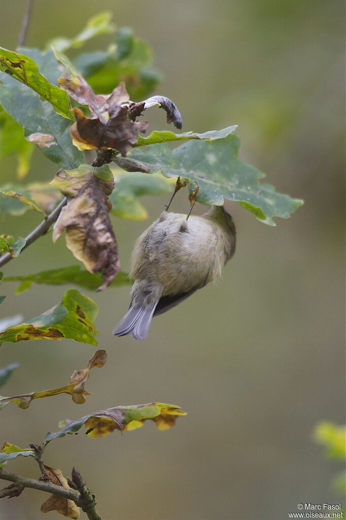 Goldcrestadult post breeding, identification, feeding habits, Behaviour