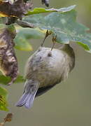 Goldcrest