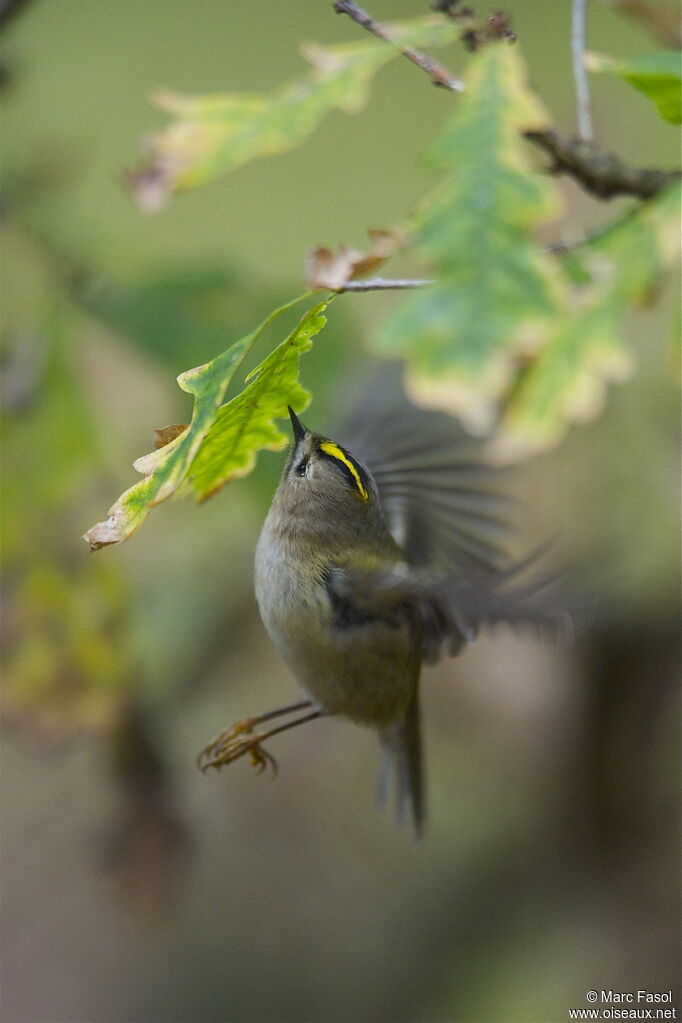 Goldcrest, identification, Flight, feeding habits, Behaviour