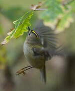 Goldcrest