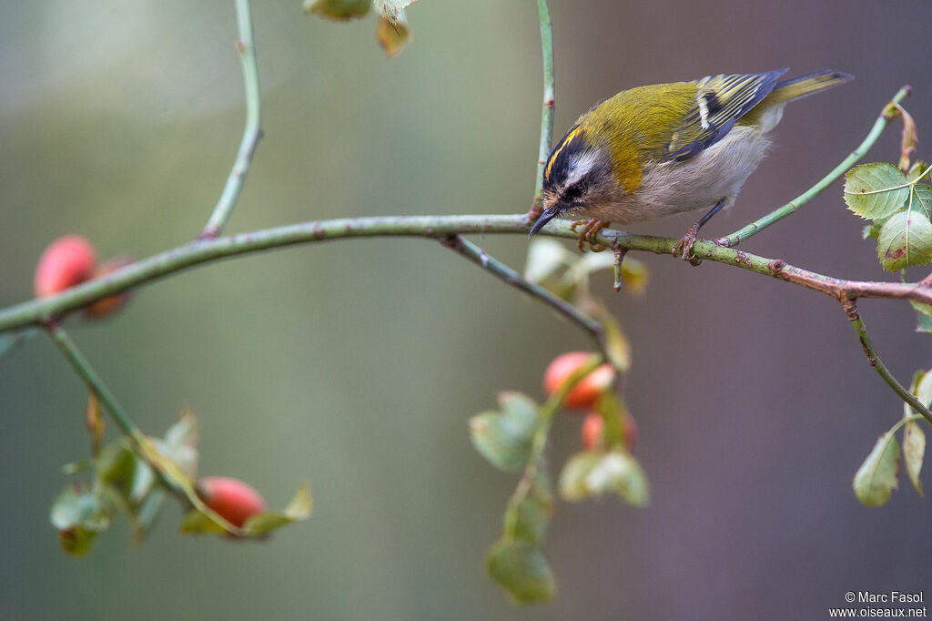 Common Firecrestadult post breeding, identification