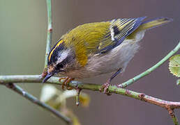 Common Firecrest