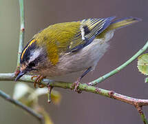 Common Firecrest