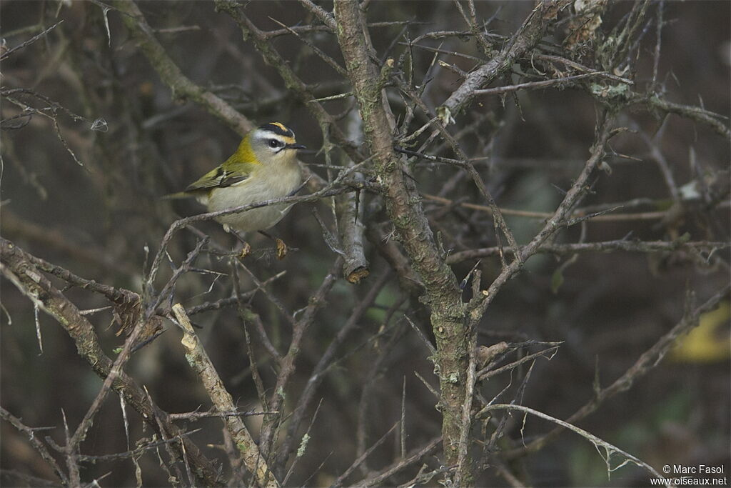 Common Firecrest female adult post breeding, identification