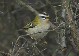 Common Firecrest