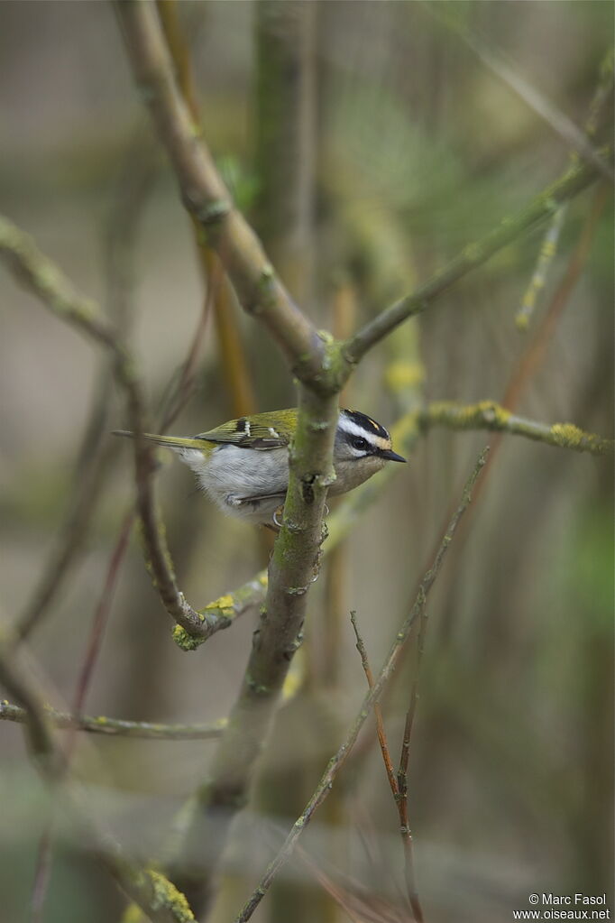 Common Firecrestadult breeding, identification