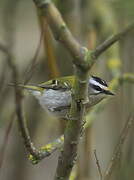 Common Firecrest