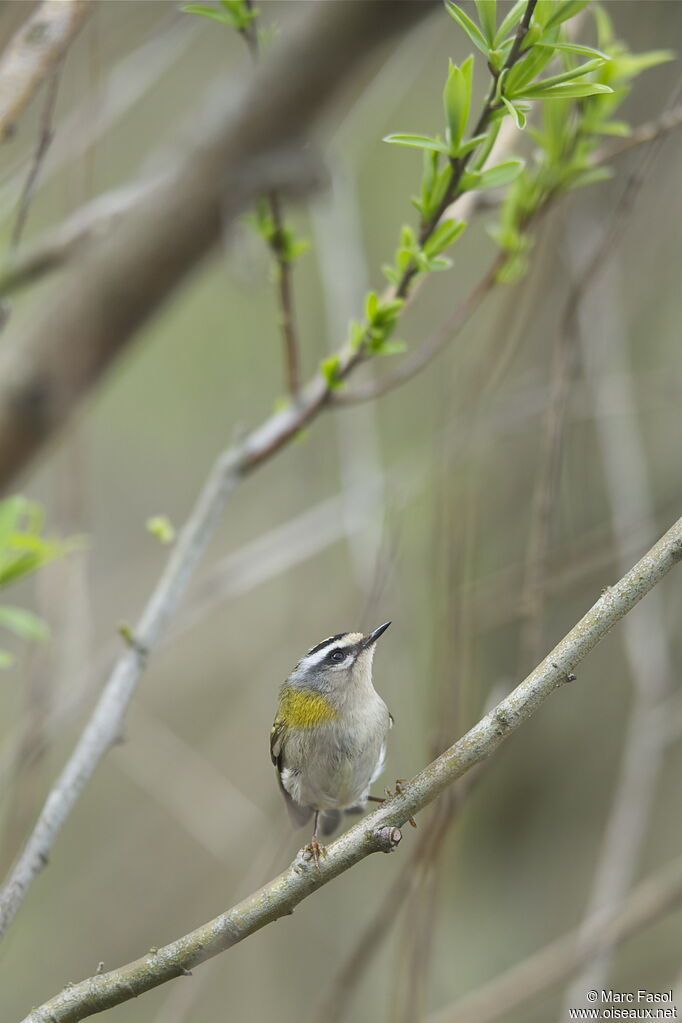 Common Firecrestadult breeding, identification