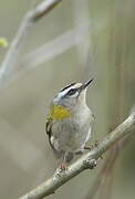 Common Firecrest