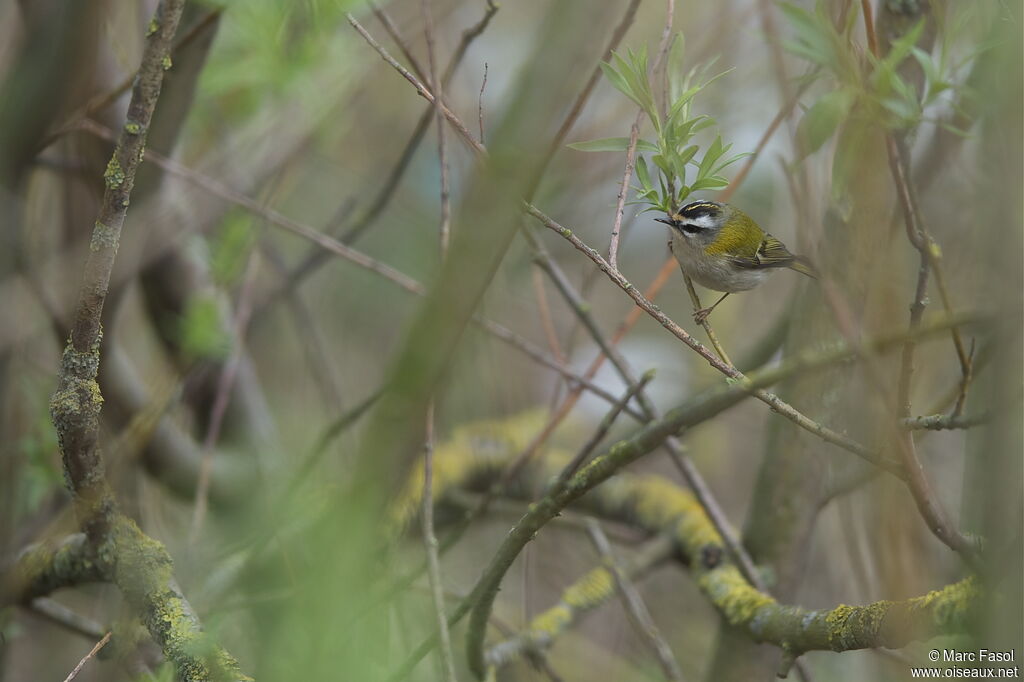 Common Firecrestadult breeding, identification