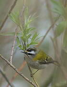 Common Firecrest