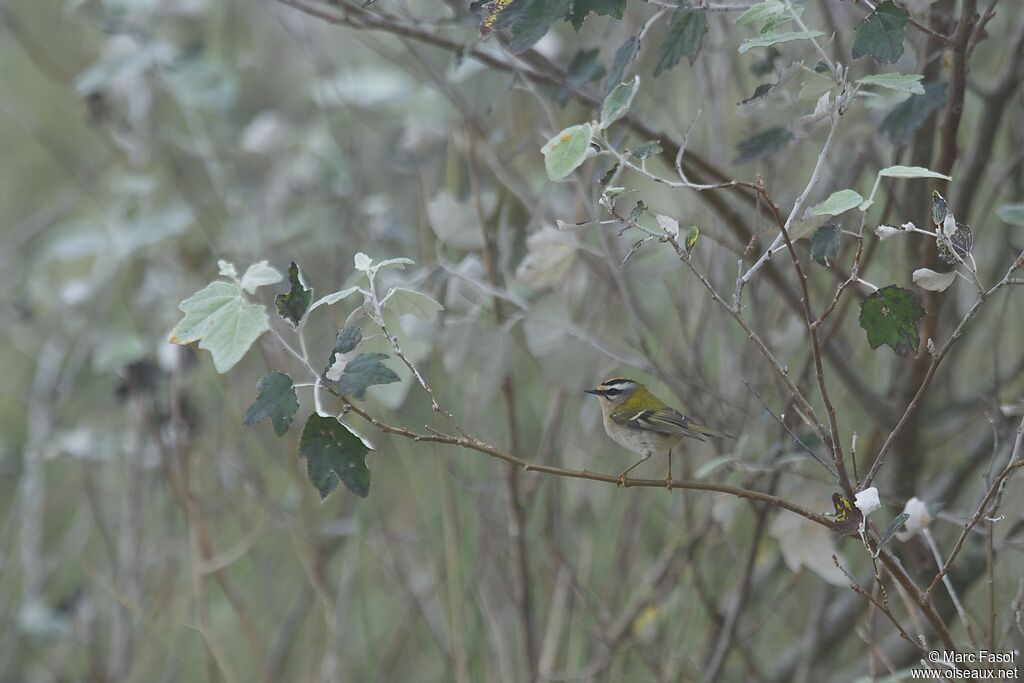 Common Firecrestadult, identification