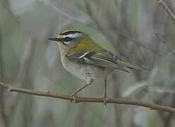 Common Firecrest