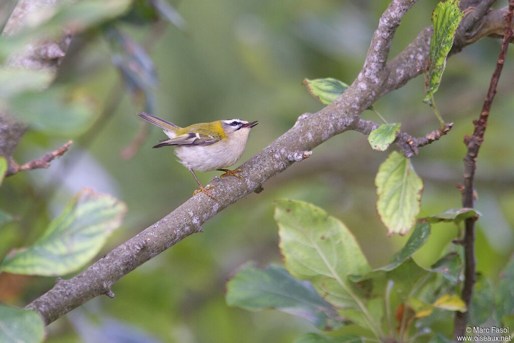 Common Firecrestadult post breeding, identification