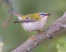 Common Firecrest