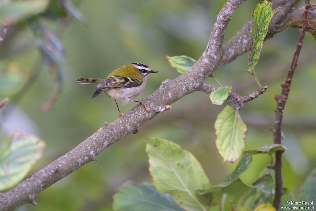 Common Firecrestadult post breeding, identification