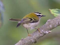 Common Firecrest