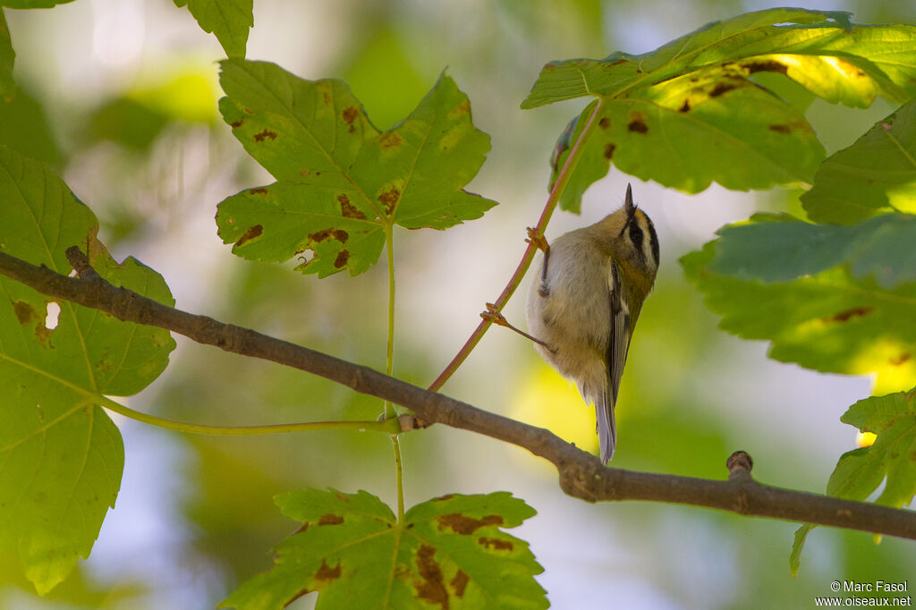 Common Firecrest, identification, feeding habits, Behaviour