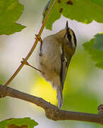 Common Firecrest