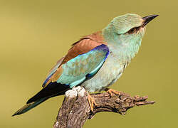 European Roller