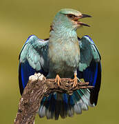 European Roller