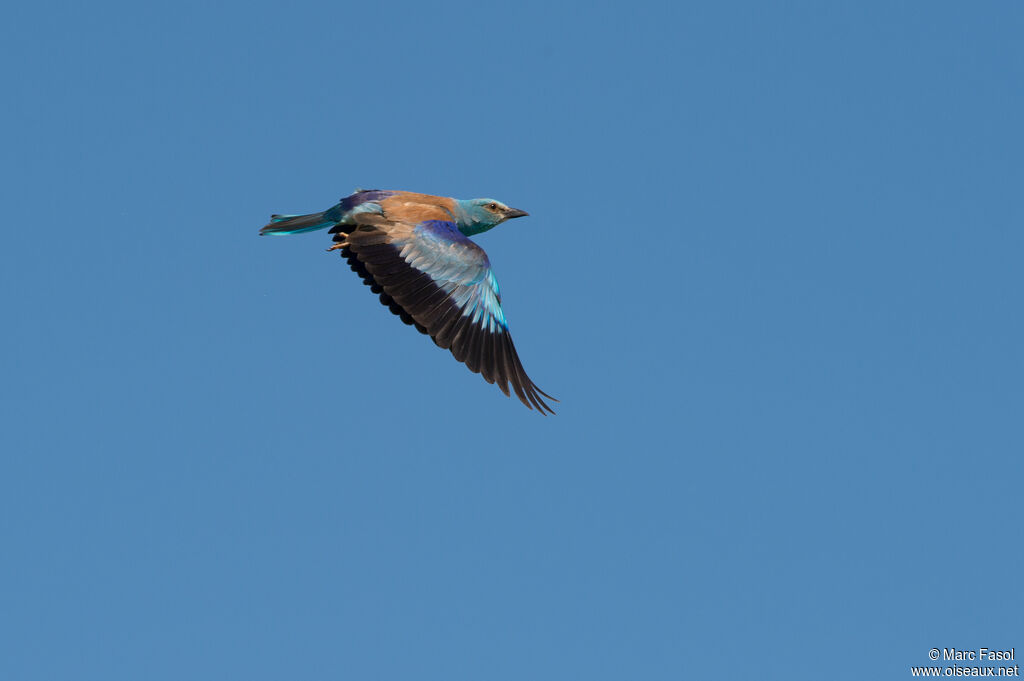 European Rolleradult breeding, Flight