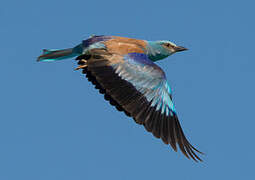 European Roller