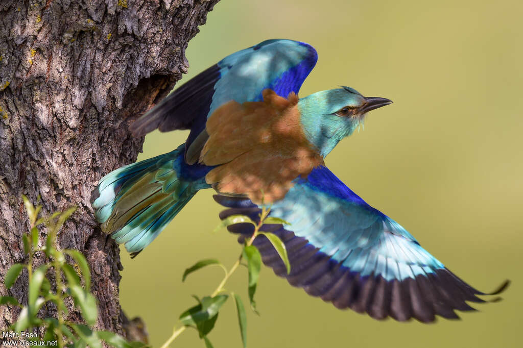 European Rolleradult, Flight