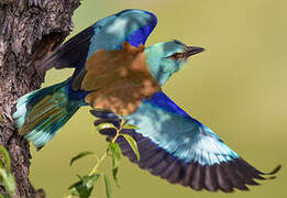 European Roller