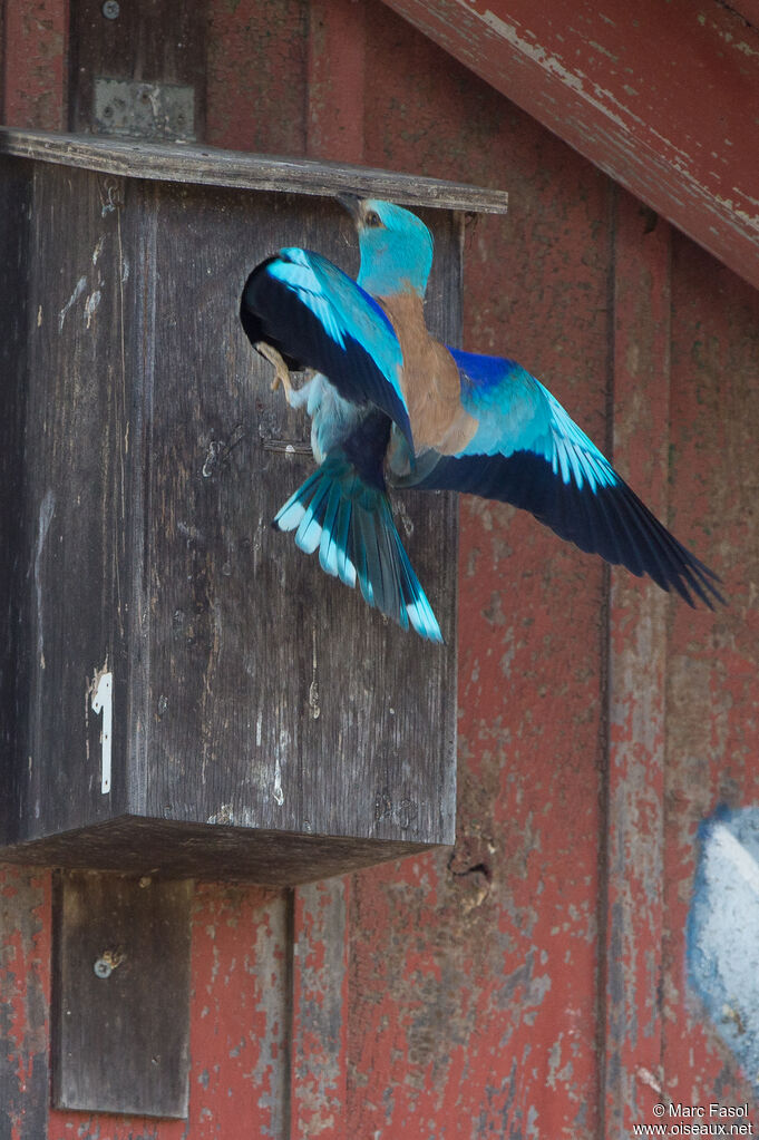 European Roller, identification, Reproduction-nesting