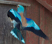 European Roller