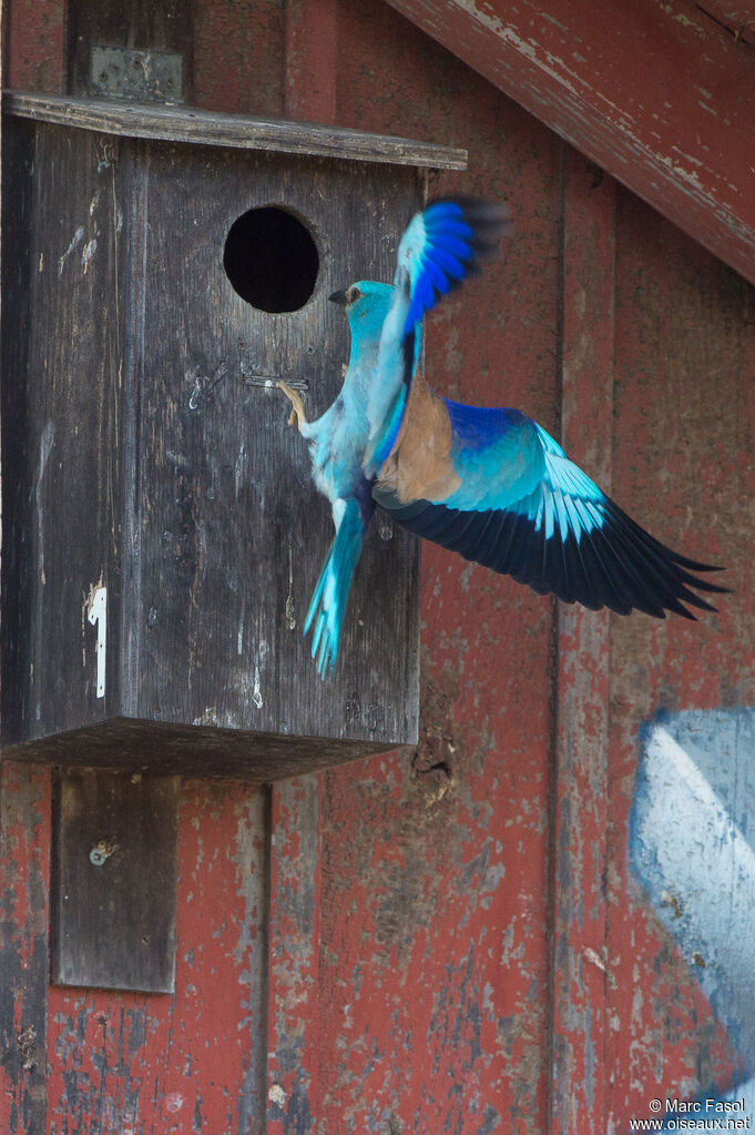 European Rolleradult, identification, Reproduction-nesting