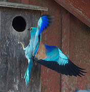 European Roller