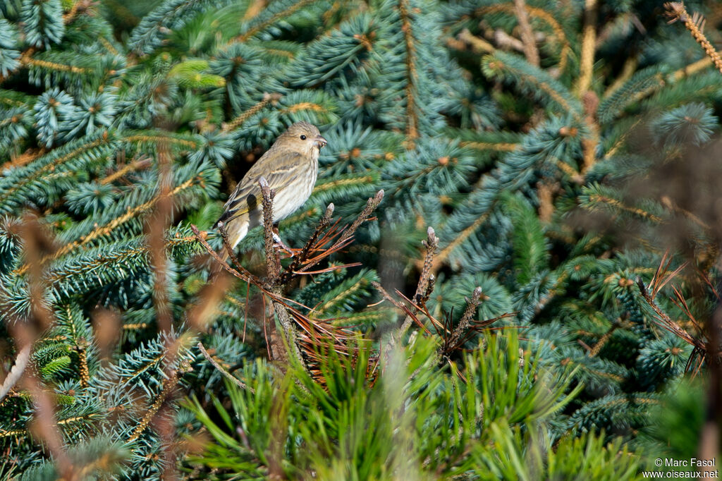 Roselin cramoisijuvénile