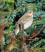 Common Rosefinch