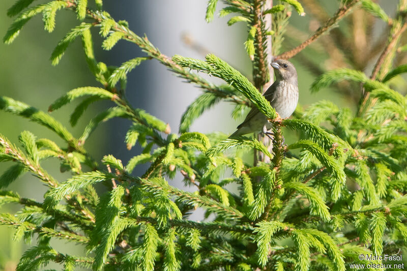 Common Rosefinch female adult breeding, identification