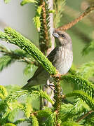 Common Rosefinch