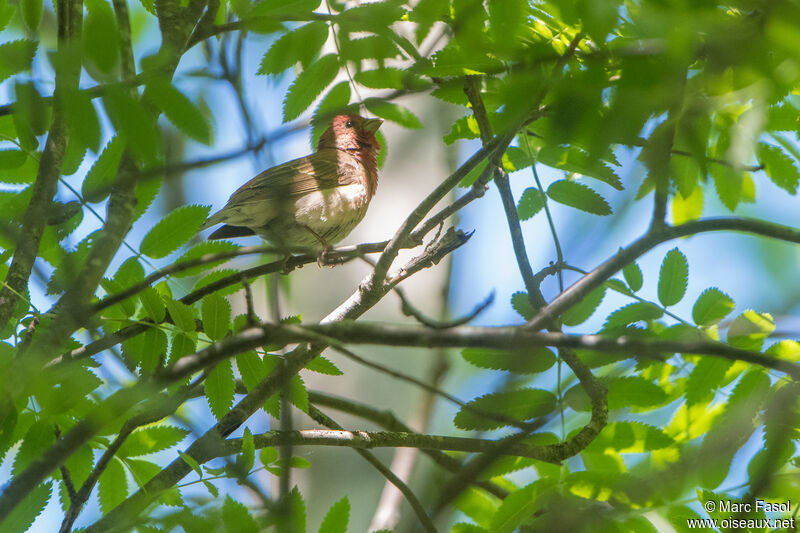 Common Rosefinch male adult breeding, identification, fishing/hunting