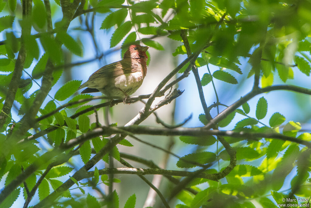 Roselin cramoisi mâle adulte nuptial, identification, pêche/chasse