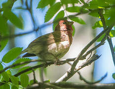 Common Rosefinch