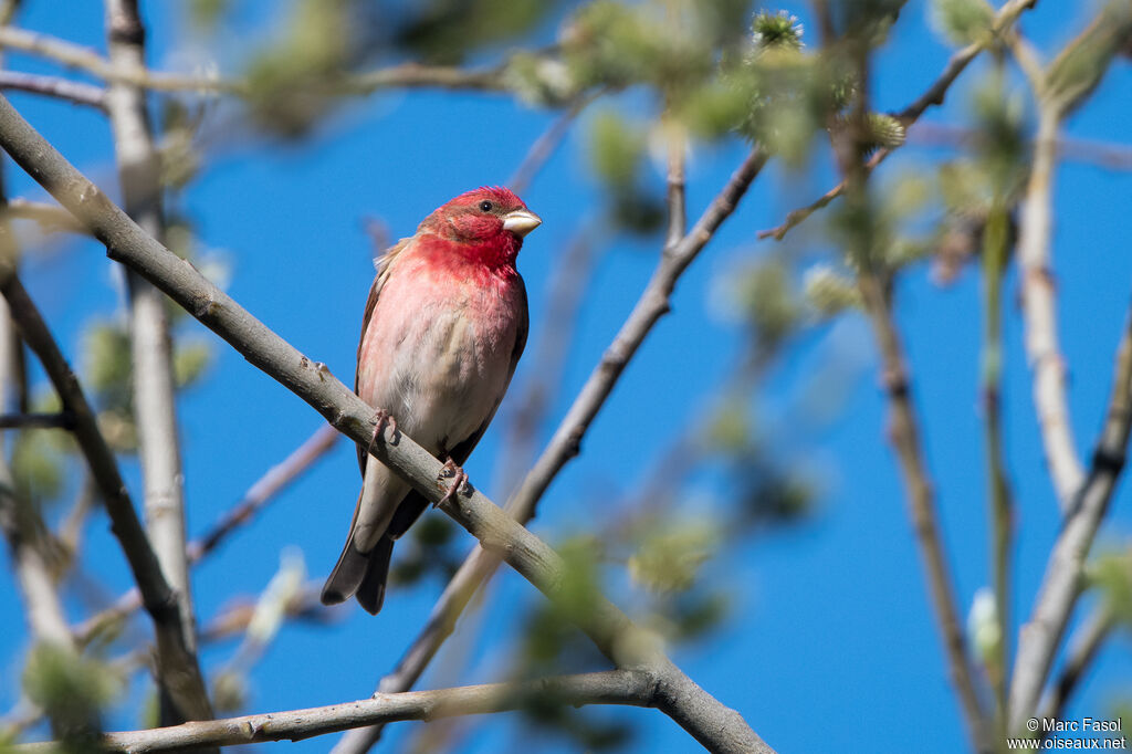 Common Rosefinch male adult, identification