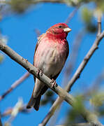 Common Rosefinch