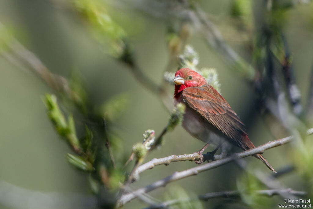 Common Rosefinch male adult breeding, identification