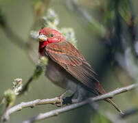 Common Rosefinch