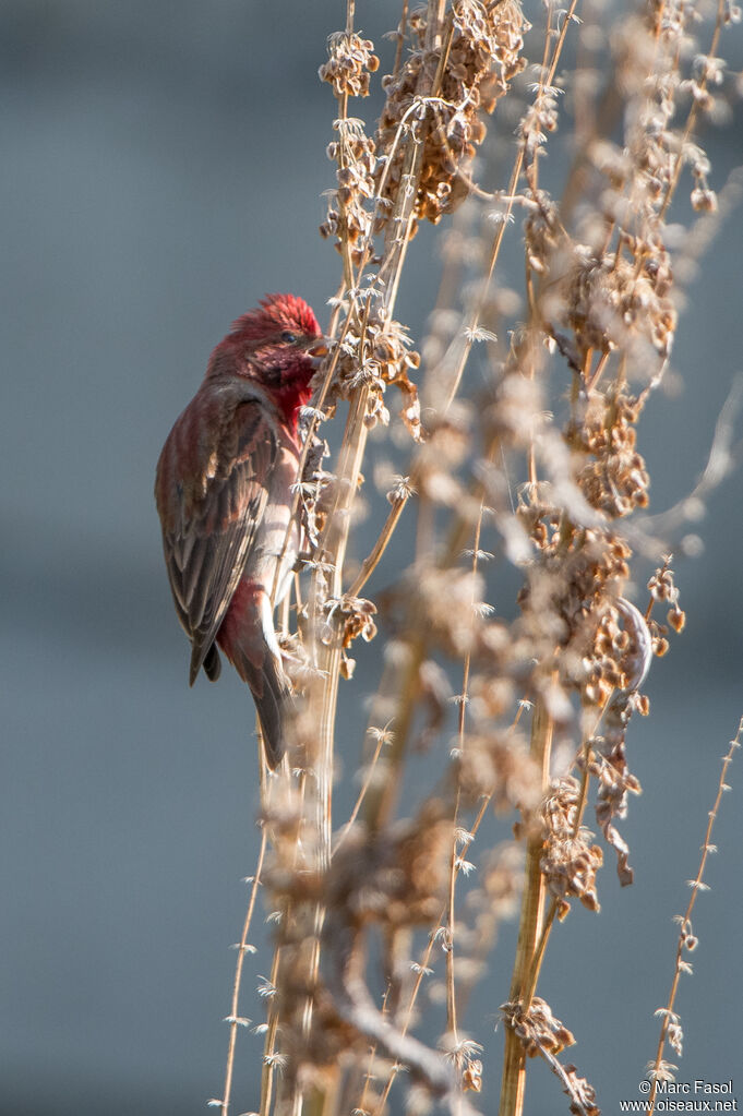 Common Rosefinch male adult, identification, eats