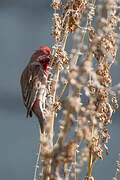 Common Rosefinch