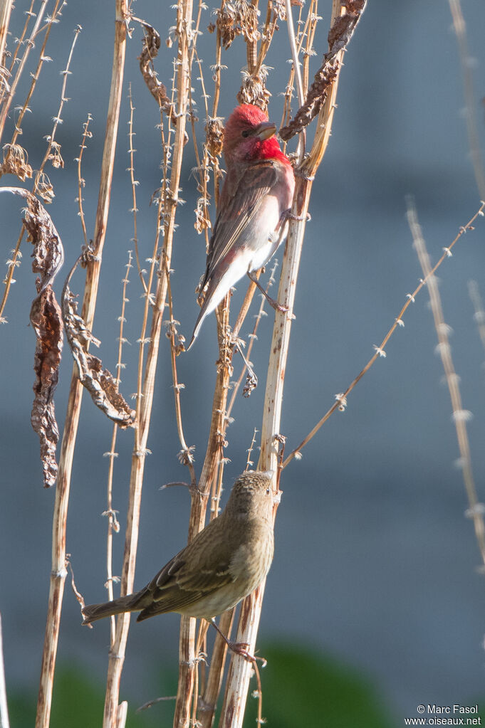 Common Rosefinchadult breeding