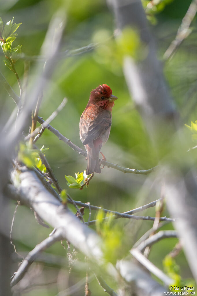 Common Rosefinch male adult breeding, identification